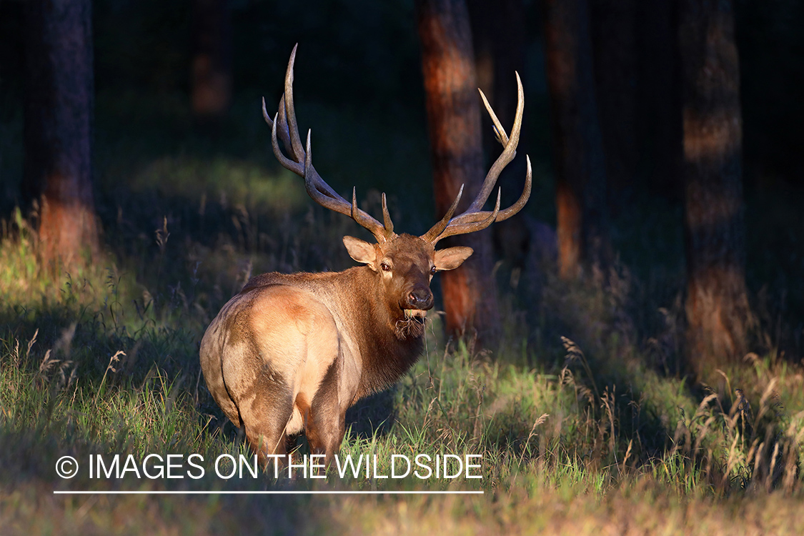 Bull elk in field.