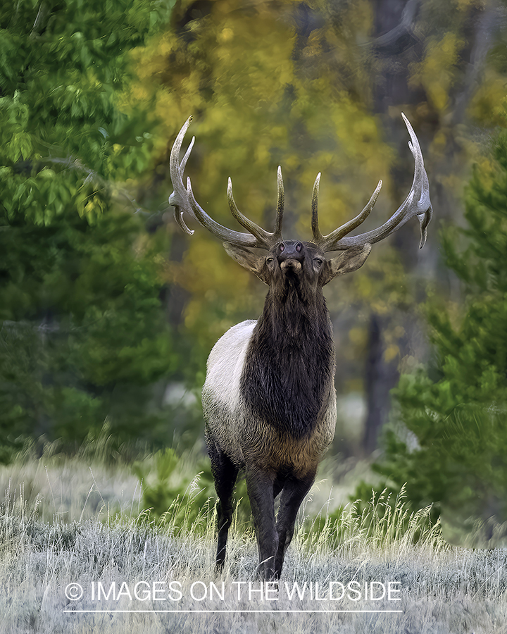 Bull elk in habitat.