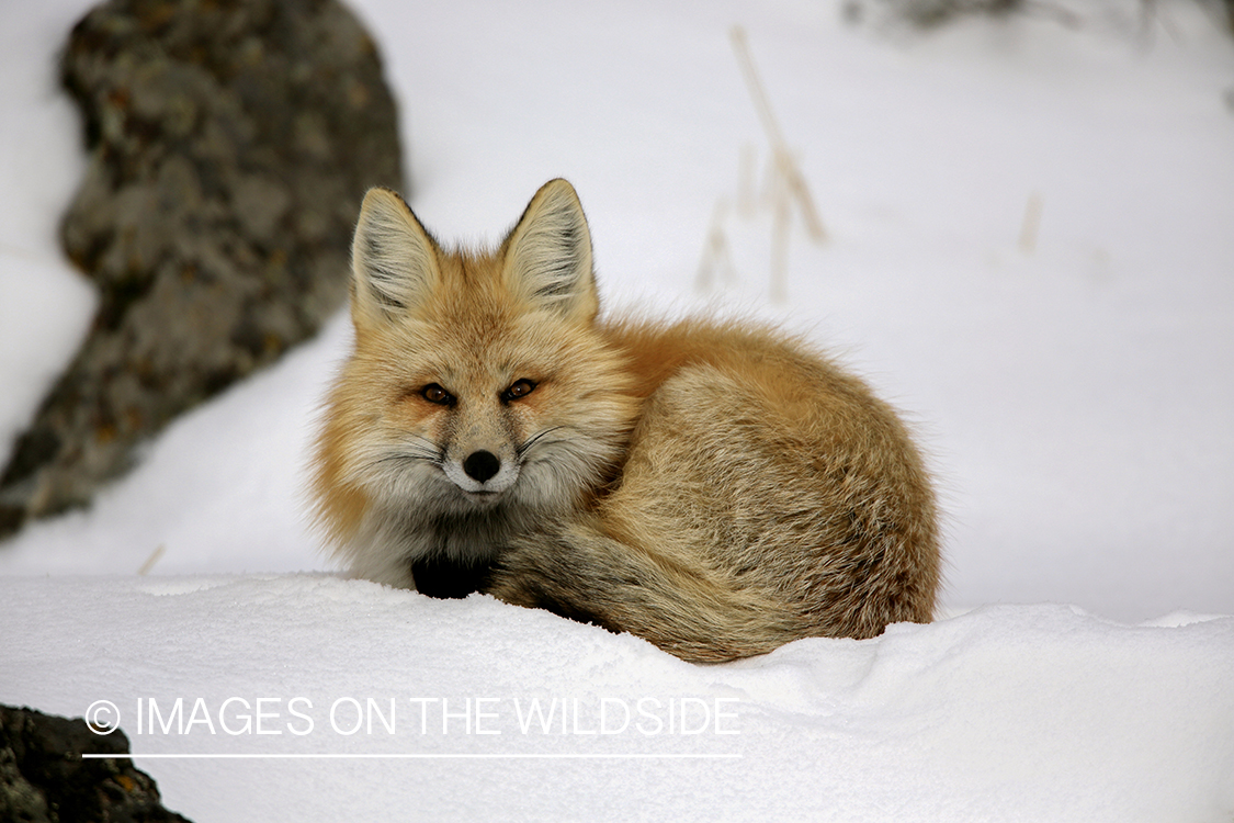 Red fox in winter habitat.