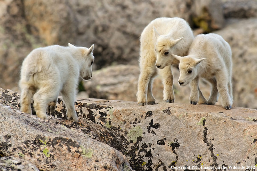 Rocky Moutain Goat kids in habitat.