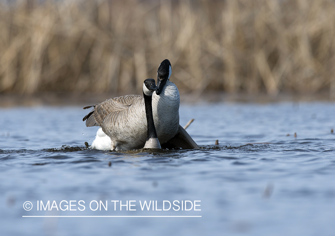 Breeding Canada Geese