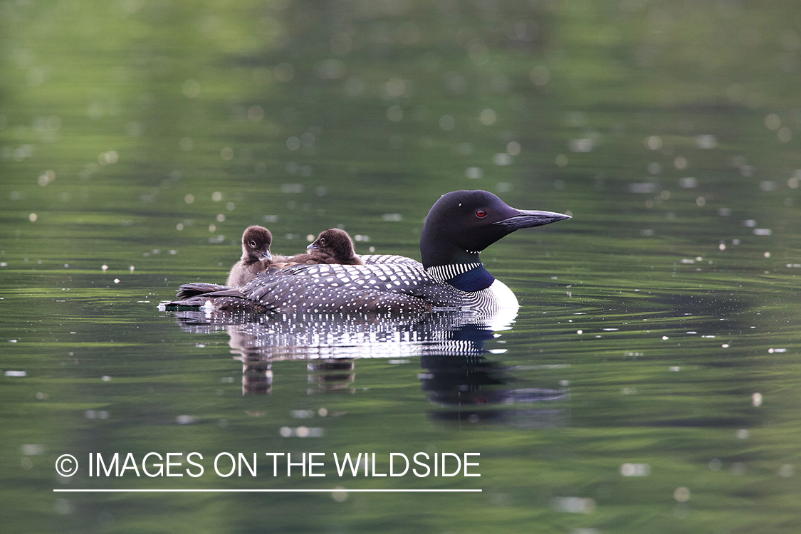 Loon carrying her chicks.