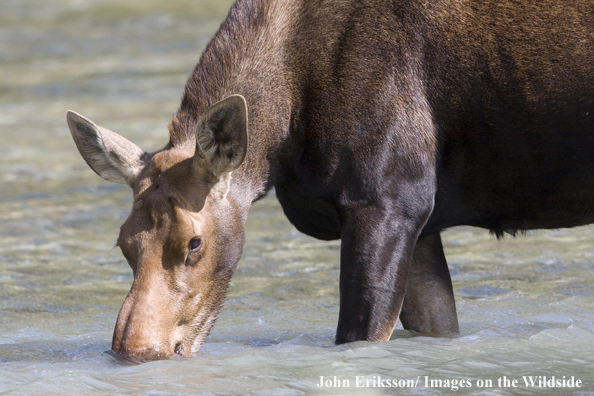 Shiras moose drinking in habitat.