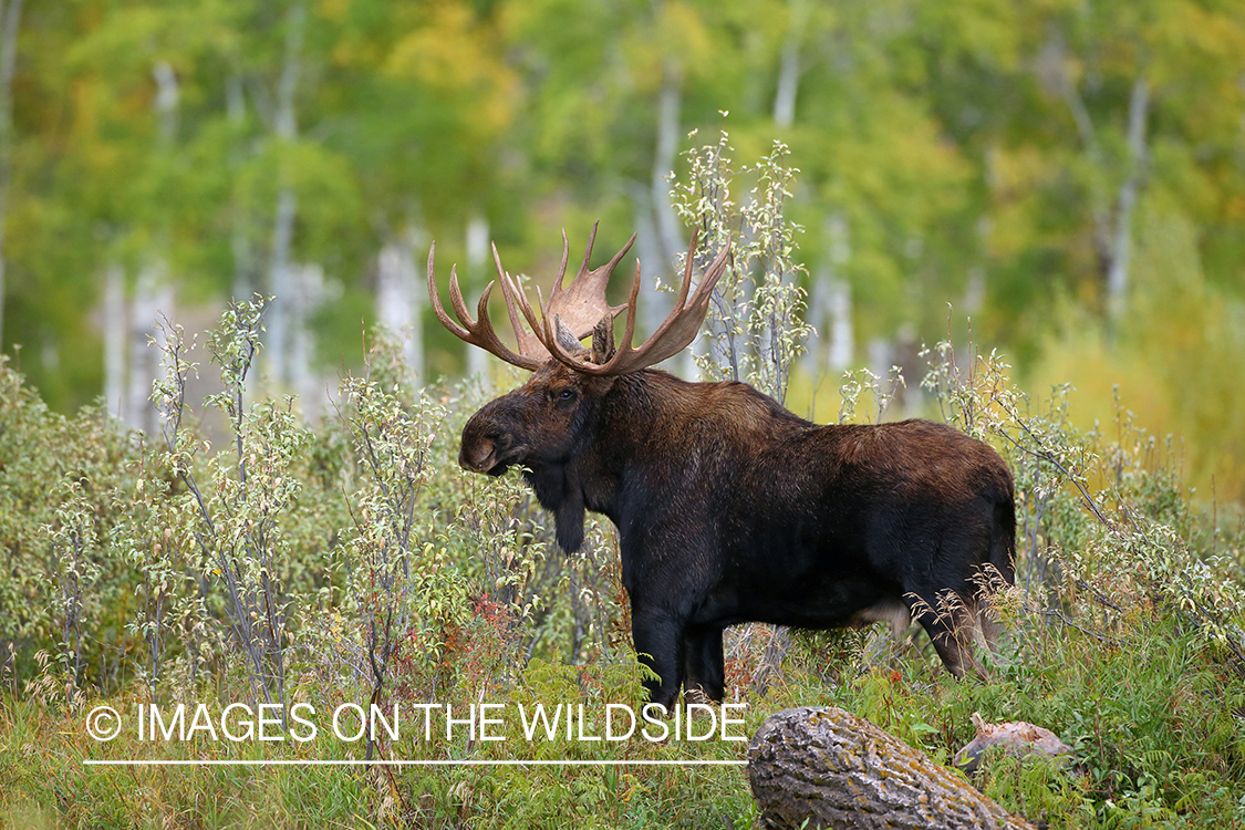 Shiras Moose in habitat.