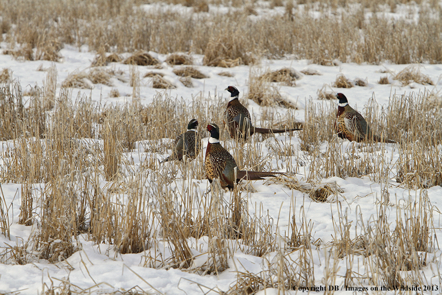 Ring-necked pheasants in field.