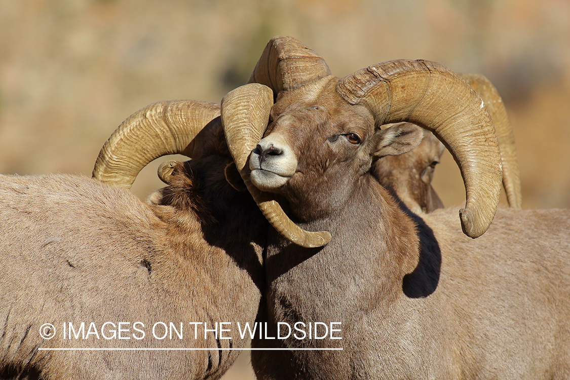 Rocky mountain bighorn sheep rams in habitat.