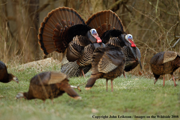 Eastern Wild Turkeys