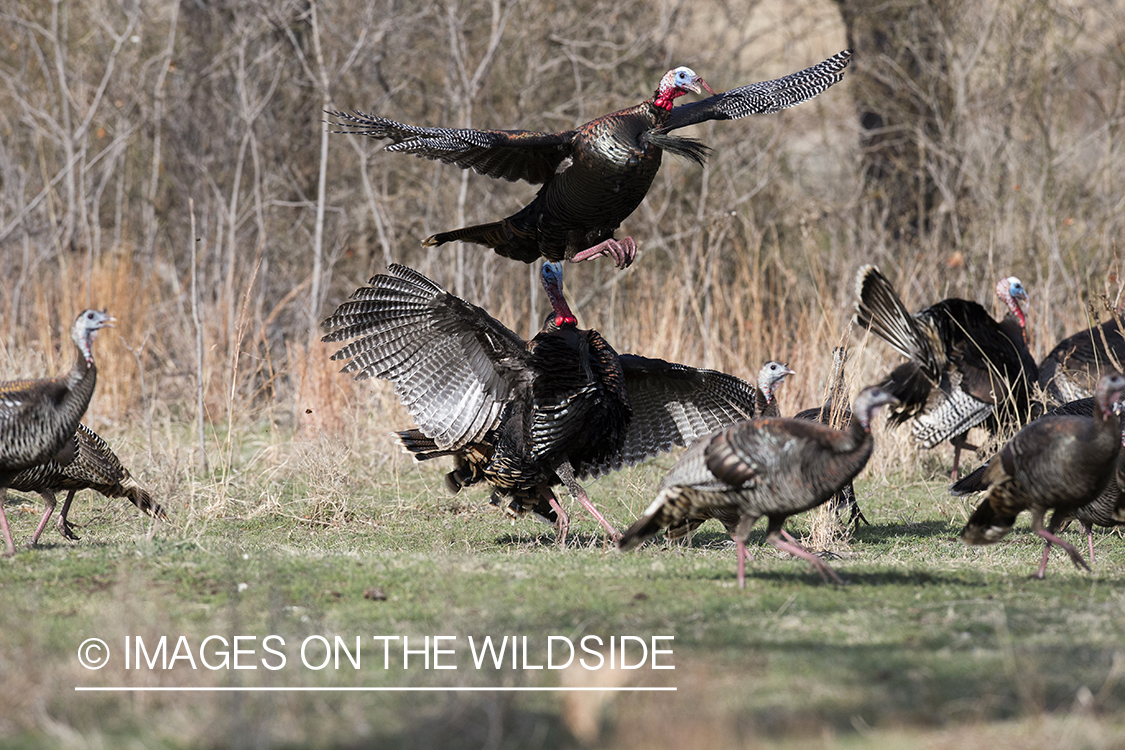 Eastern Wild Turkey toms fighting in habitat.