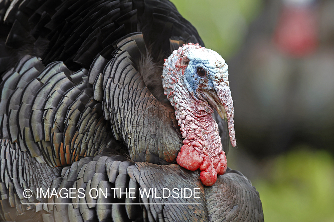 Rio grande turkey gobbler in spring habitat.