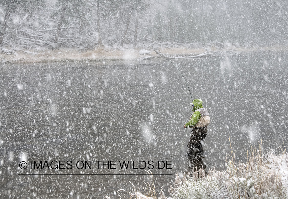 Flyfishing on Madison River, Yellowstone National Park. 