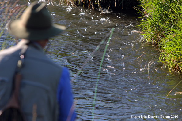 Flyfisherman landing rainbow trout