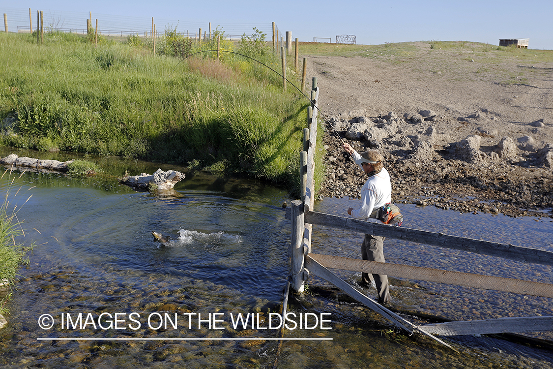 Flyfisherman fighting jumping brown trout over fence.