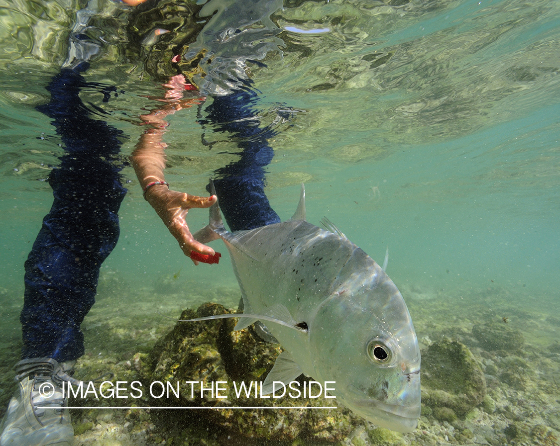 Flyfisherman with giant trevally.