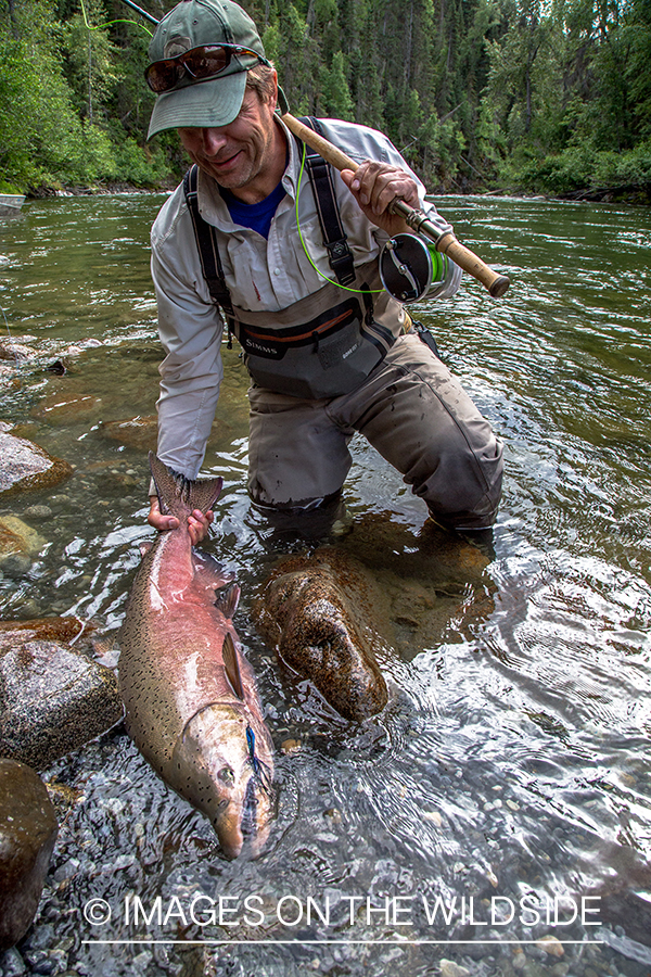 Flyfisherman with king salmon on Nakina River, British Columbia.