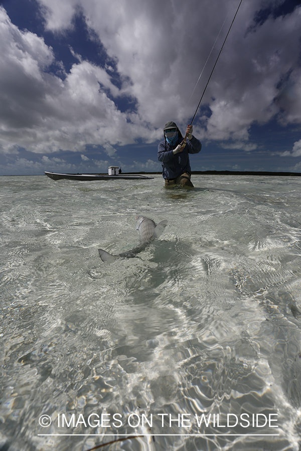 Flyfisherman fighting bonefish.