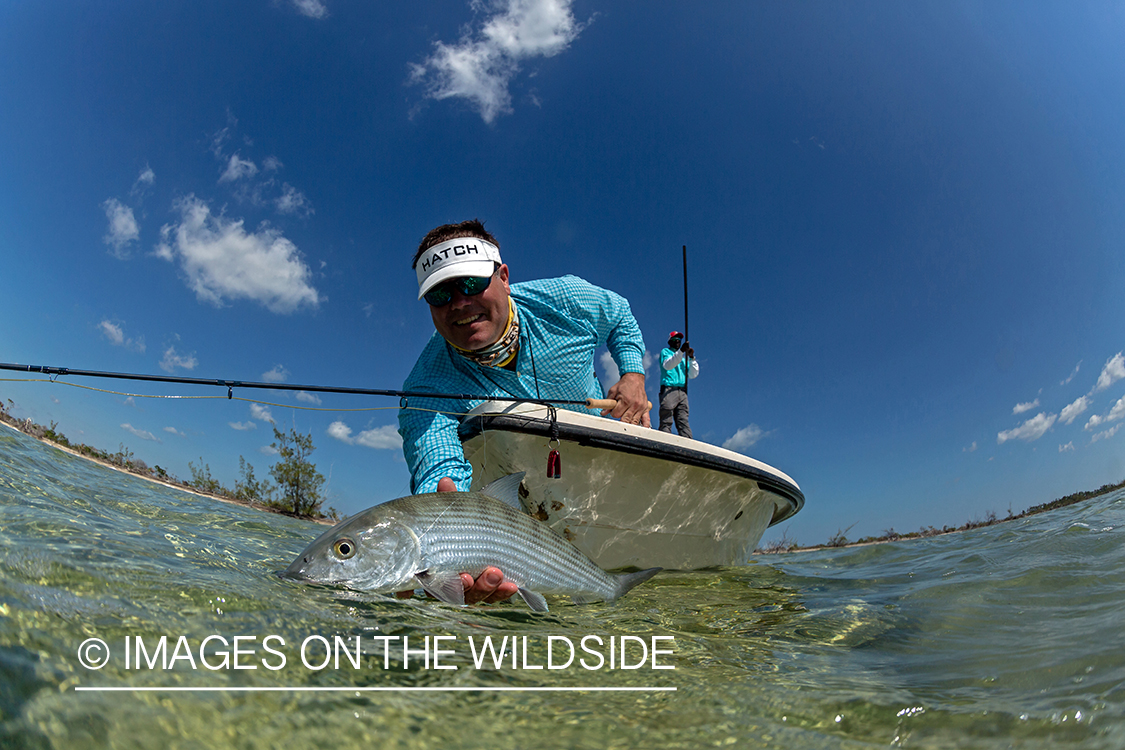 Flyfisherman releasing Bonefish.