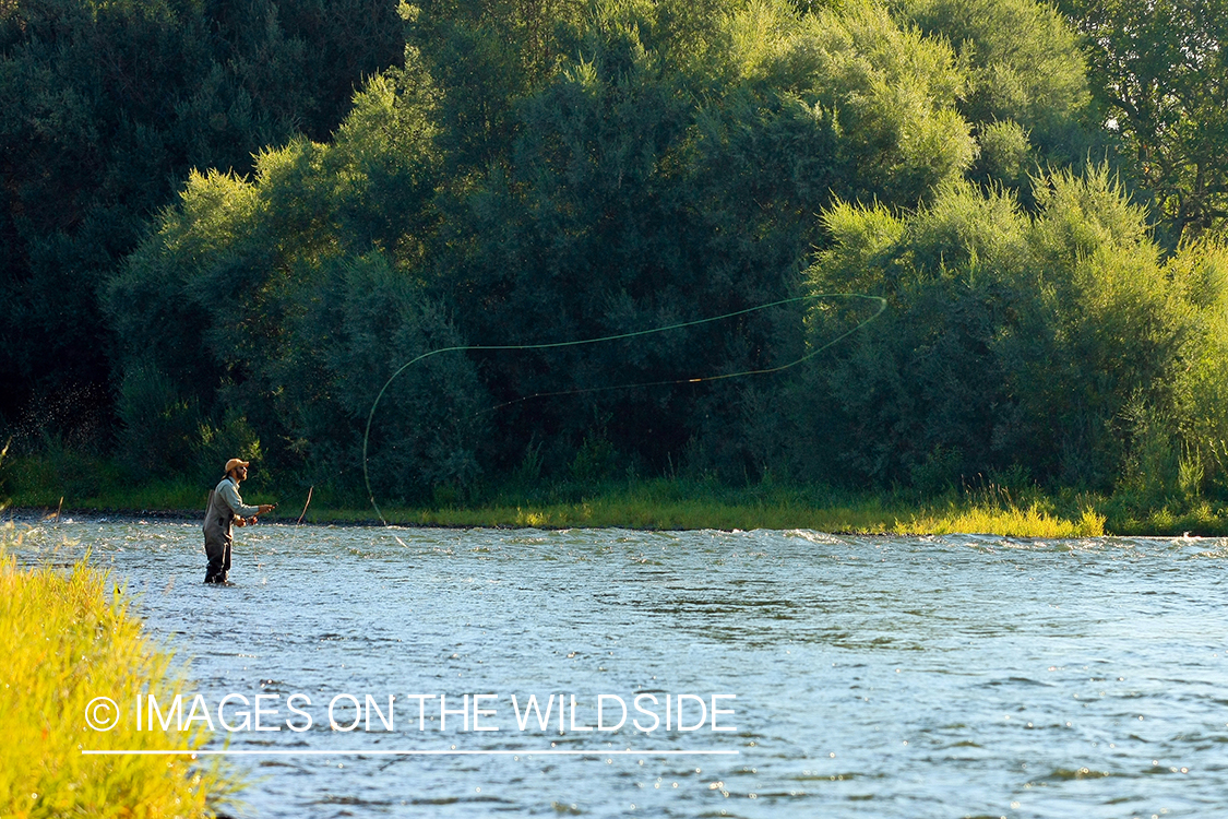 Flyfisherman on river. 