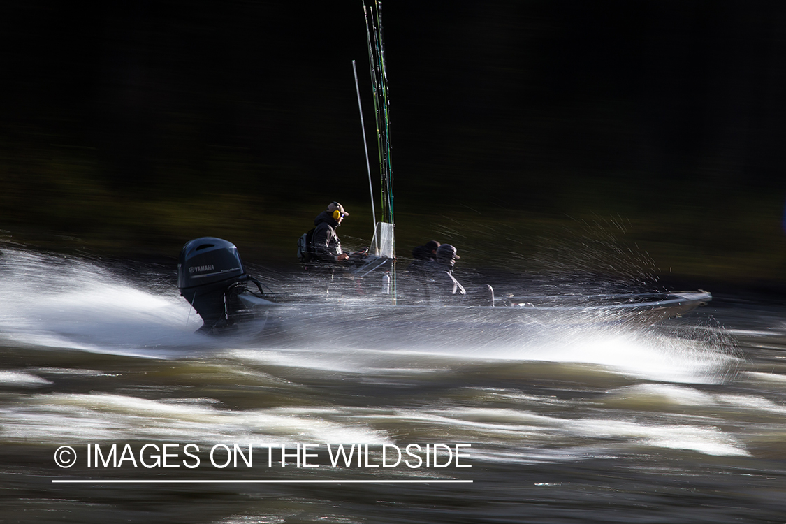 Steelhead fishing