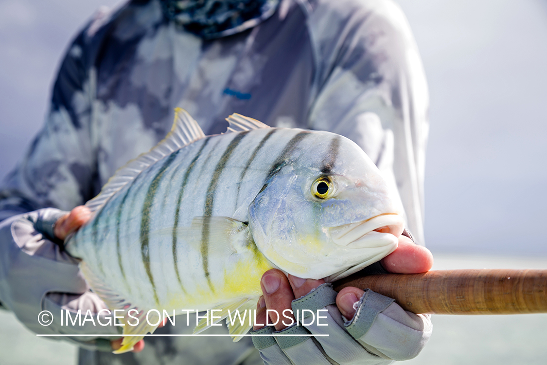 Flyfisherman with golden trevally. 