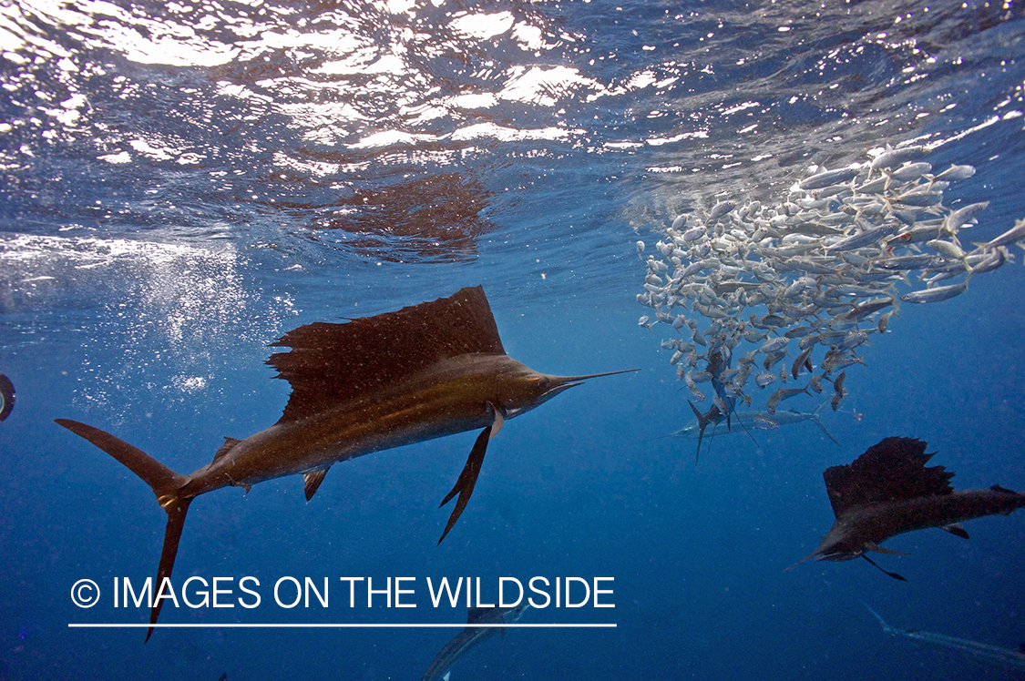 Atlantic sailfish hunting bait fish in open ocean.