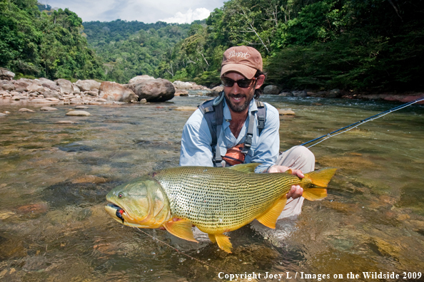 Flyfisherman with Golden Dorado