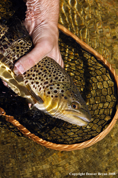 Brown Trout in habitat