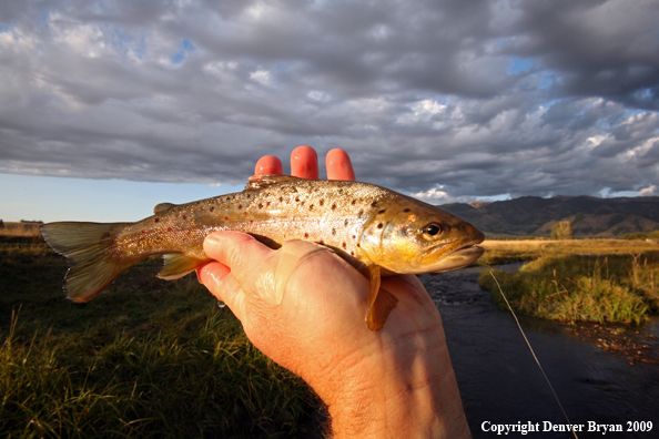 Flyfisherman with brown trout