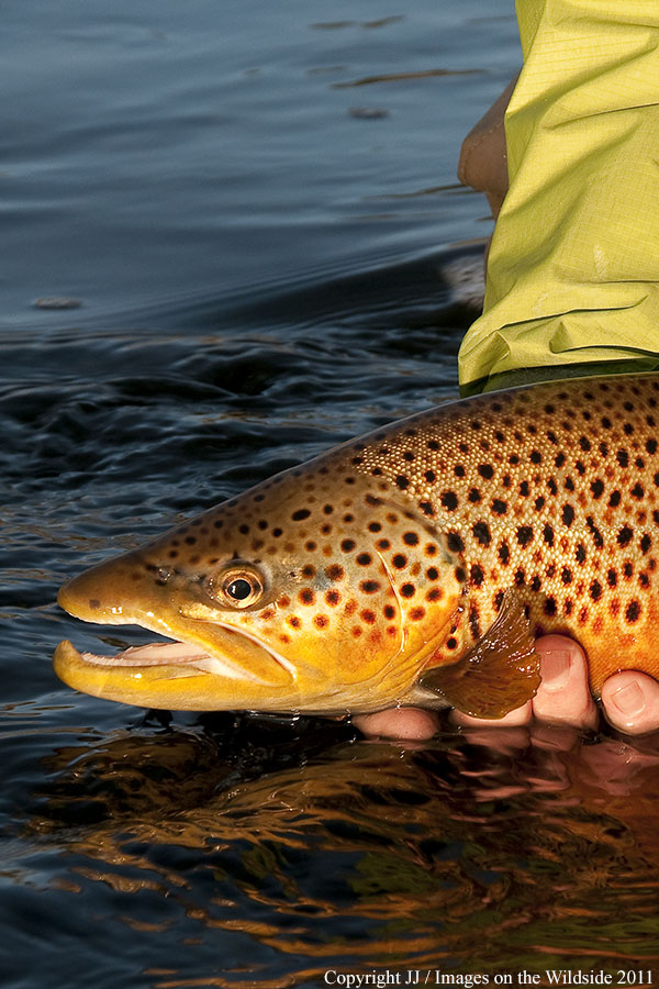 Brown trout. 