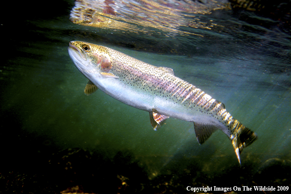 Rainbow Trout