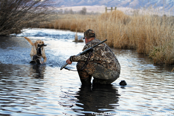 Yellow Labrador Retriever fetching mallard. 