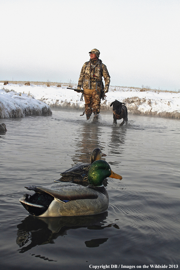 Waterfowl hunter and dog with decoys.