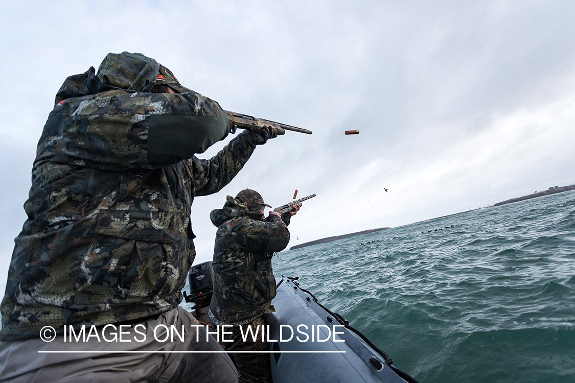 King Eider and Long-tailed duck hunting in Alaska, hunters shooting.