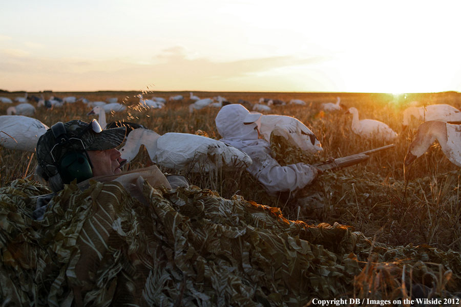 Snow goose hunters in field with decoys.