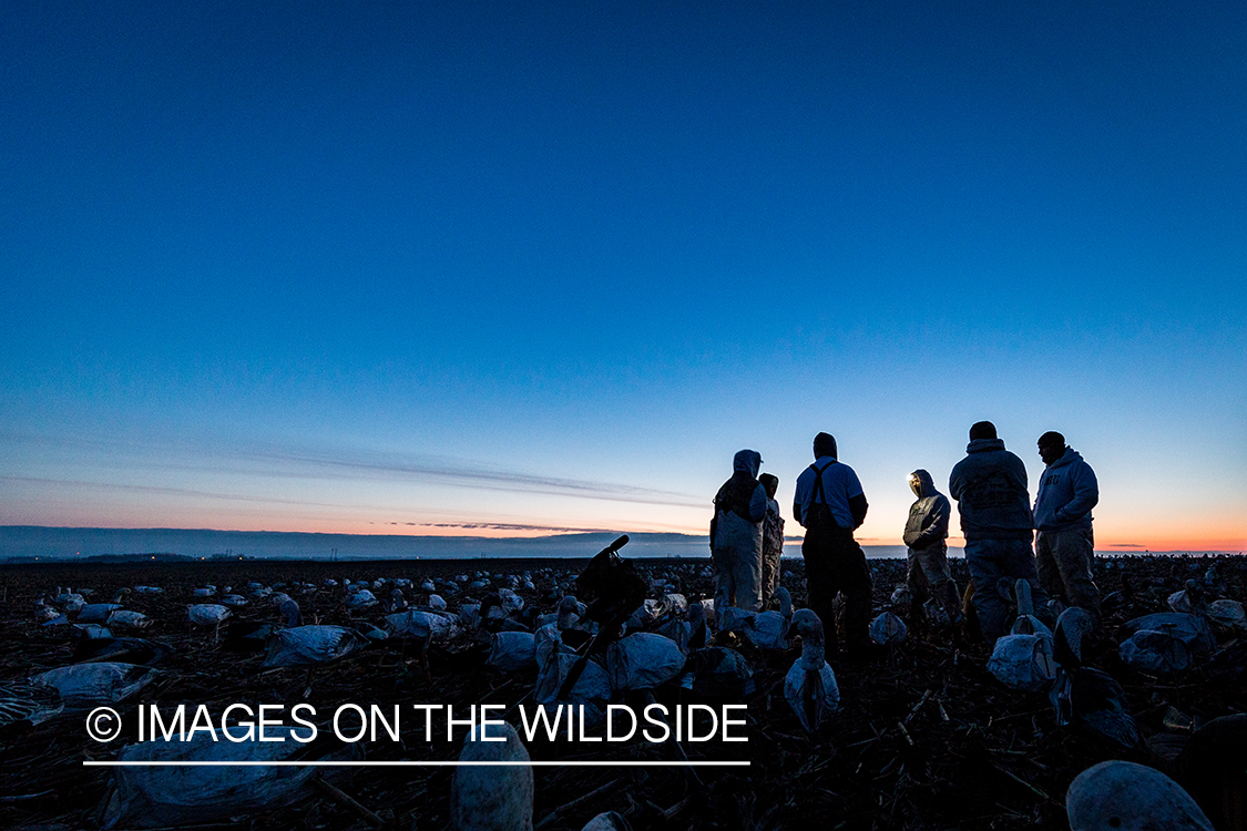 Setting up decoys at dawn. 