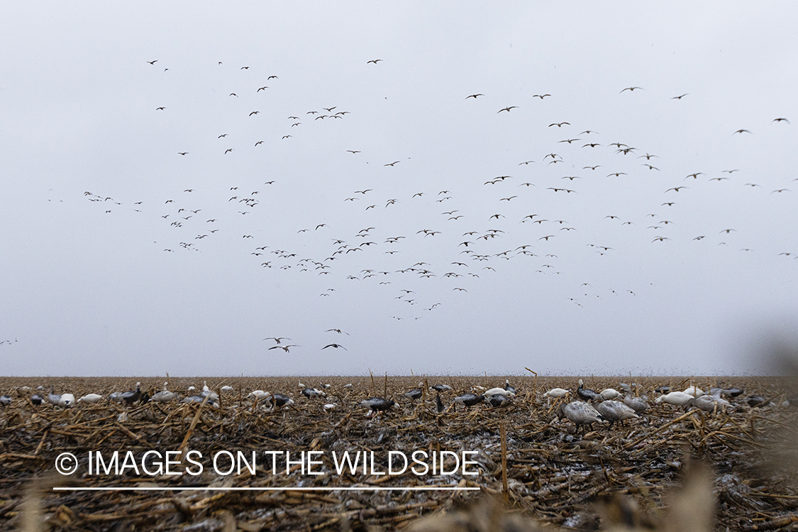 Snow geese in flight over decoys.