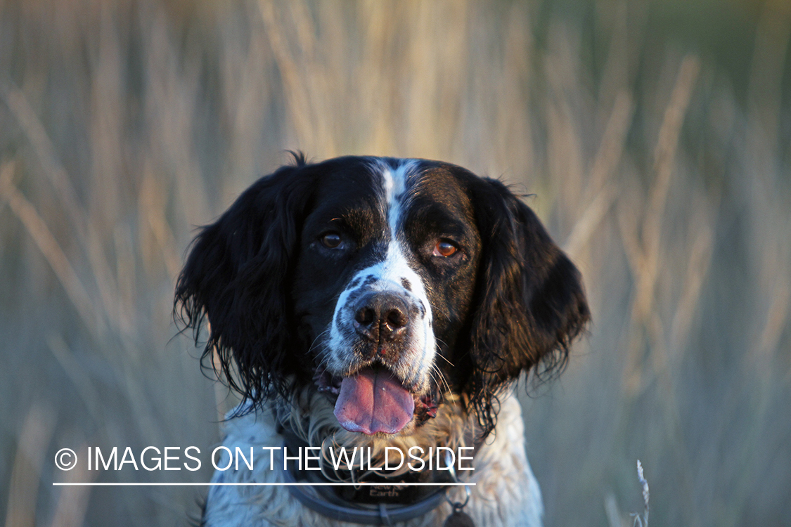 Springer spaniel in field.