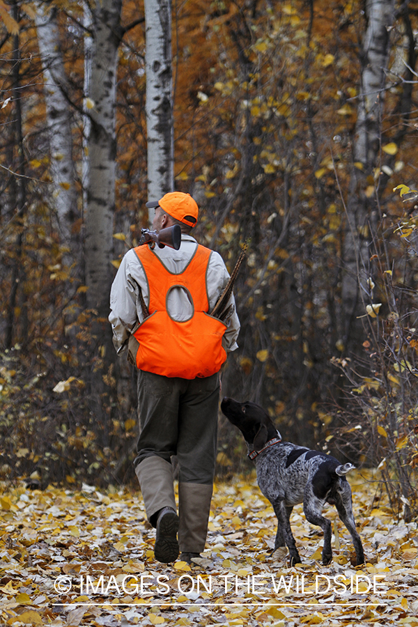 Pheasant hunter in field with Griffon Pointer.