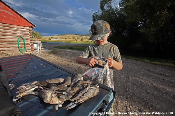 Young Dove Hunter packing up his bagged doves