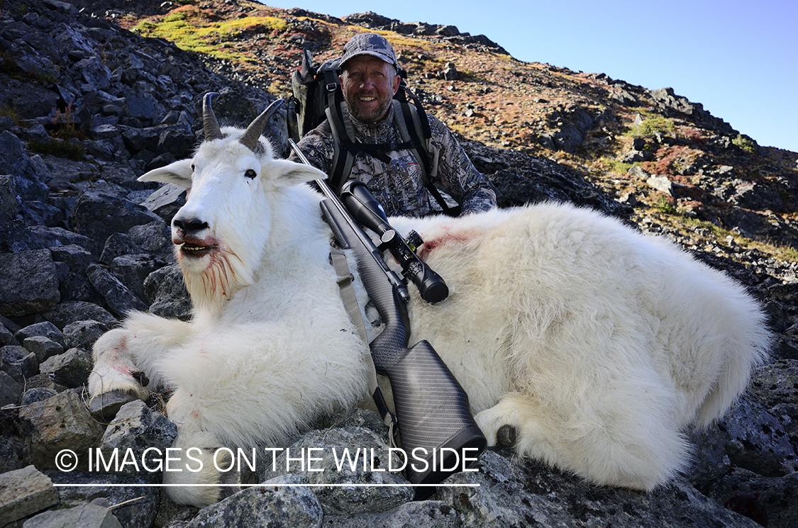 Stone sheep and Mountain goat hunting.