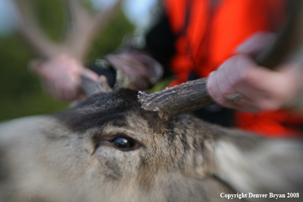 Hunter with Mule Deer