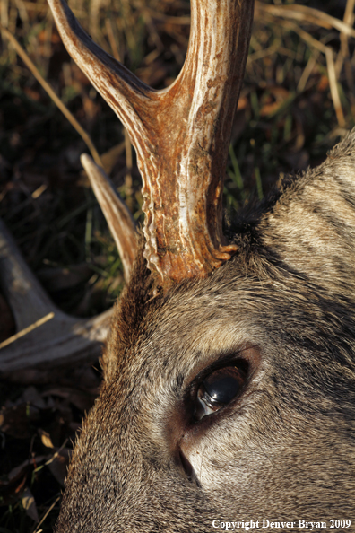 Hunter-Killed whitetail buck.