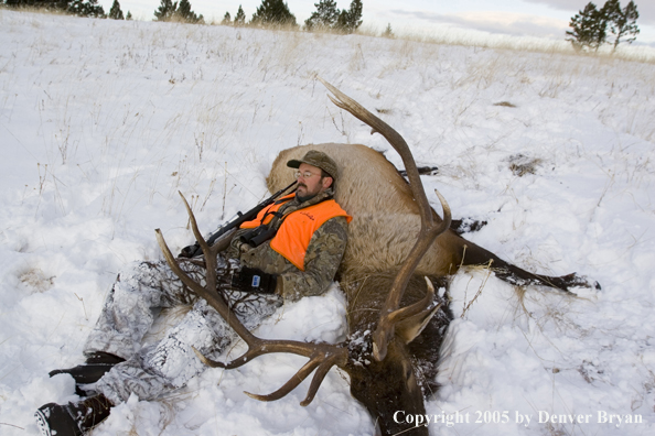 Elk hunter resting on downed elk.