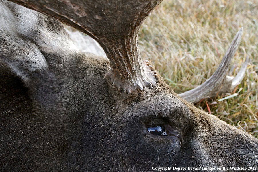 Close-up of downed bull moose.