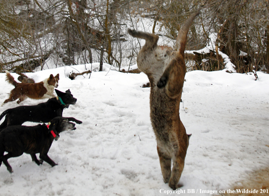 Mountain lion jumping from tree with dogs in pursuit. 