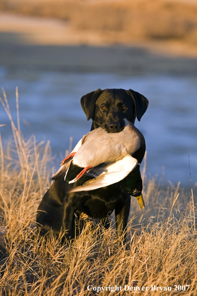 Black Labrador with retrieved Mallard