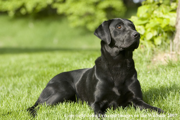 Black Labrador Retriever