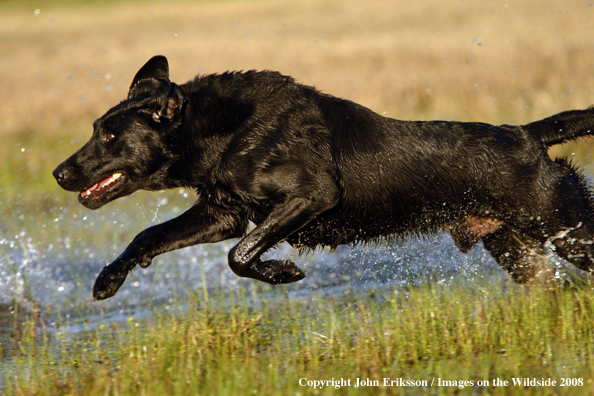 Black Labrador Retriever in field