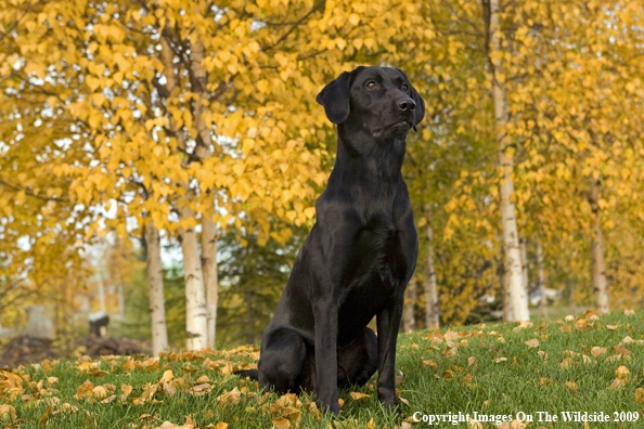 Black Labrador Retriever