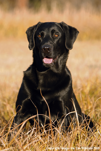 Black Labrador Retriever