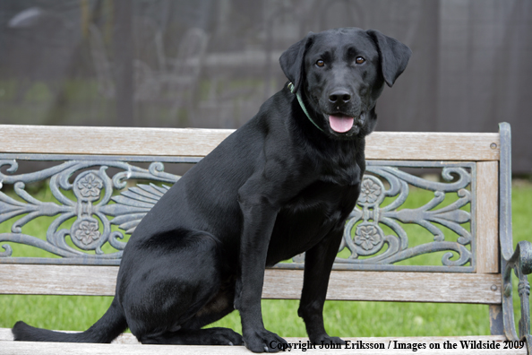 Black Labrador Retriever 